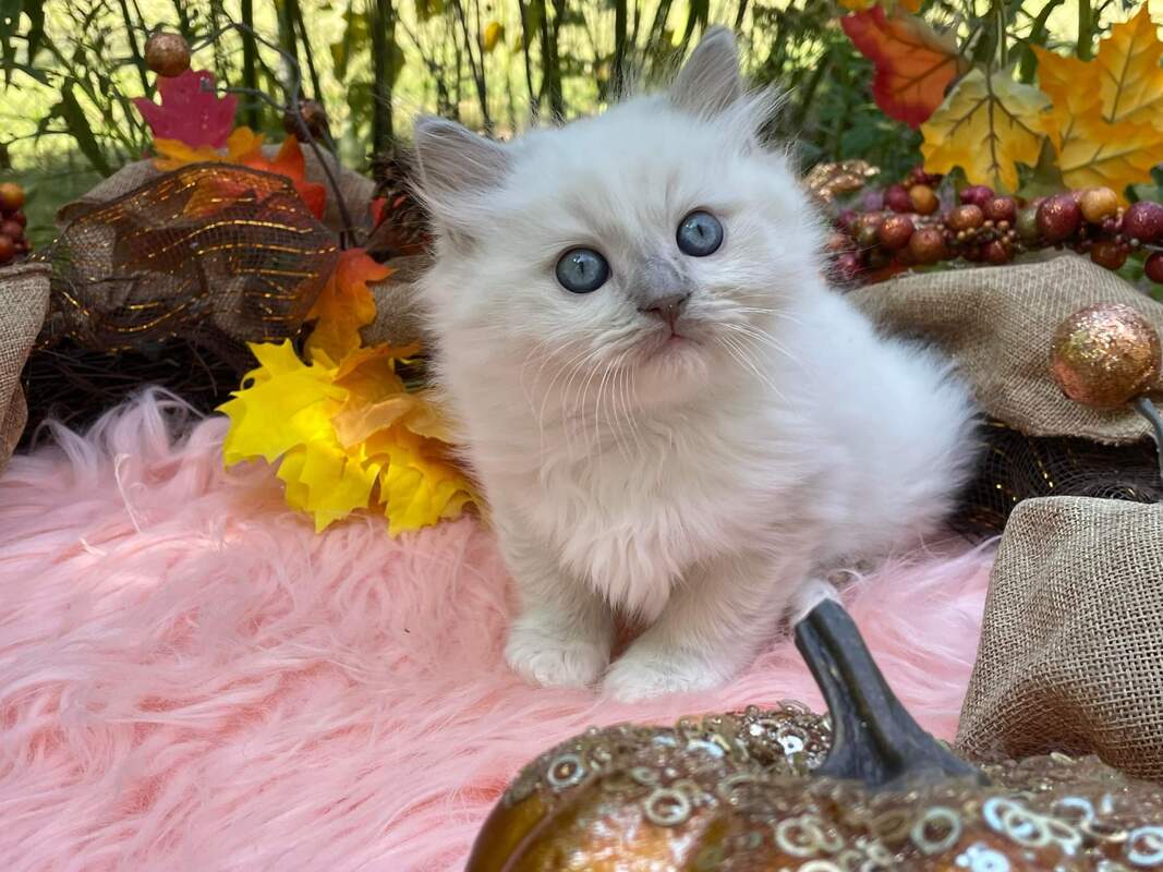 Ragdoll Breeders TICA North Carolina