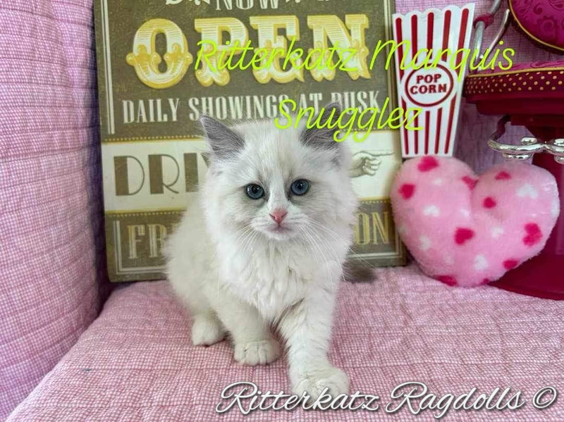 Ragdoll Breeders TICA | North Carolina